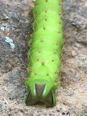 Syntherata