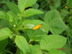 Gasteroclisus