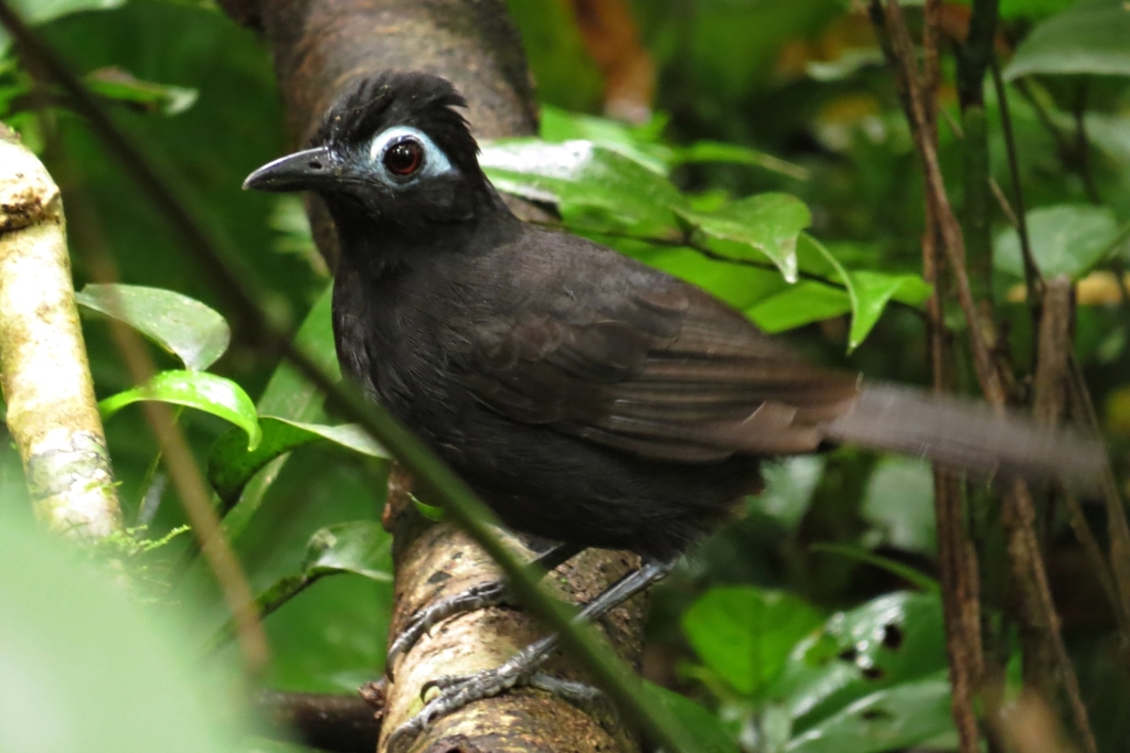 Sooty Antbird photo