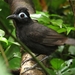 Sooty Antbird - Photo (c) Tomaz Nascimento de Melo, some rights reserved (CC BY-NC-ND), uploaded by Tomaz Nascimento de Melo
