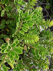 Veronica macrantha