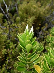 Veronica macrantha