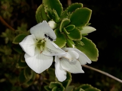 Veronica macrantha
