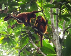 Alouatta macconnelli