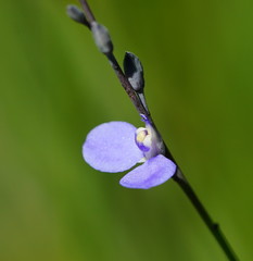 Comesperma defoliatum