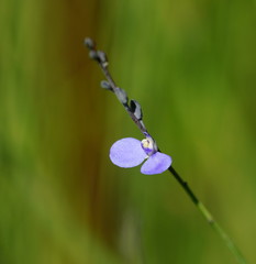 Comesperma defoliatum