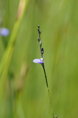 Comesperma defoliatum
