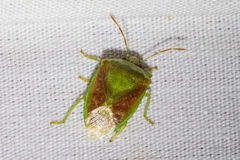 Banasa subcarnea