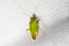 Phytocoris vanduzeei