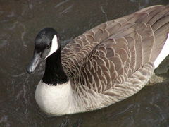 Branta canadensis