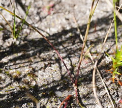 Comesperma defoliatum
