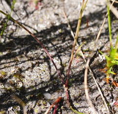 Comesperma defoliatum