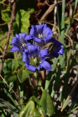 Gentiana affinis ovata