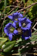 Gentiana affinis ovata