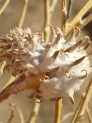 Rhopalomyia utahensis