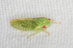 Rugosana