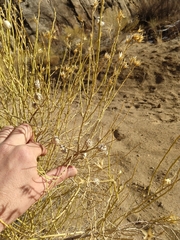 Rhopalomyia utahensis