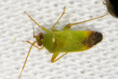 Phytocoris vanduzeei