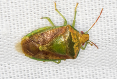 Banasa subcarnea