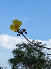 Cochlospermum vitifolium