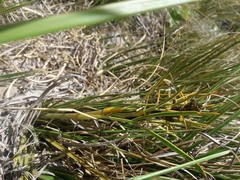 Aciphylla crenulata