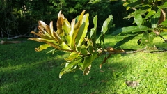 Macadamia tetraphylla