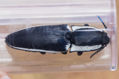 Chalcolepidius apacheanus