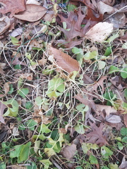 Dichondra occidentalis