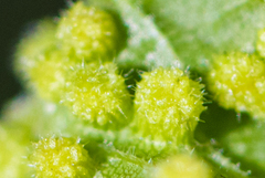 Daktulosphaira vitifoliae