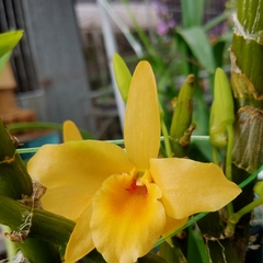 Orchidaceae
