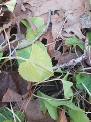 Dichondra occidentalis