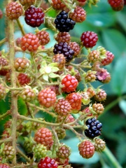 Rubus urticifolius