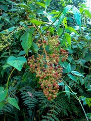 Rubus urticifolius
