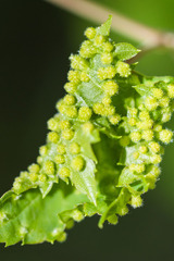 Daktulosphaira vitifoliae