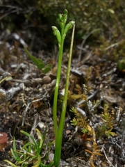 Microtis oligantha