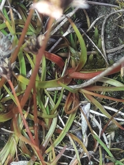 Juncus antarcticus