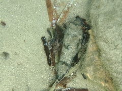 Tetractenos glaber