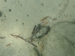 Tetractenos glaber