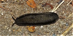 Laevicaulis natalensis natalensis