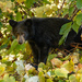 Eastern Black Bear - Photo (c) Tim Lumley, some rights reserved (CC BY-NC-ND)