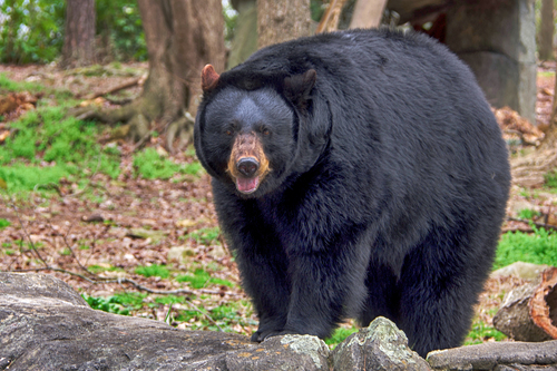 American Black Bear, photo 5 of 10