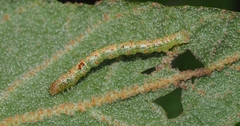 Casbia melanops