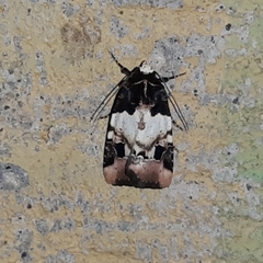 Bryolymnia bicon