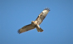 Buteo jamaicensis