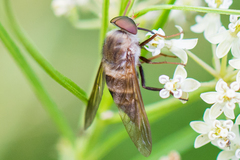 Esenbeckia delta