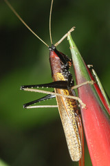 Macroxiphus sumatranus