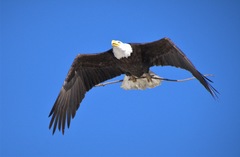 Haliaeetus leucocephalus