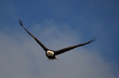 Haliaeetus leucocephalus