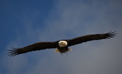 Haliaeetus leucocephalus