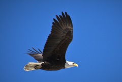 Haliaeetus leucocephalus